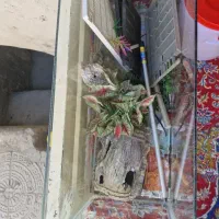 آکواریوم