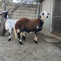 سلام 2عدد گوسفند قوچ توقلی بروجردی