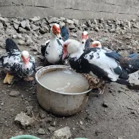 اردک اسراعیلی