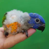 جوجه سرلاکی طوطی لوریکیت سینه نارنجی