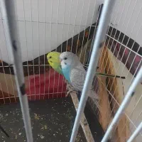 جفت مرغ عشق|پرنده|چناران, |دیوار