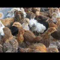 جوجه مرغ 3 ماهه محلی اصل پا سیاه