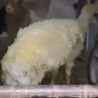 دوعدد بره چاق ماده