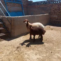 یک راس میش زاییده فروشی
