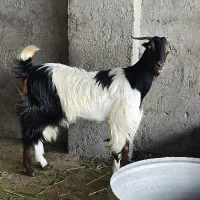 آبستن ۲قلوزاقیمت ۱۳