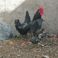 ست مرغ و خروس با جوجه