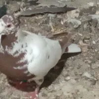 نر وماده زرد و سرخ میلمنز
