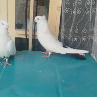 یک جفت دمبی کاکلی