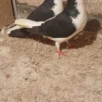 راست و خوشرنگ|پرنده|اقبالیه, |دیوار