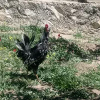 مرغ خروس گلین