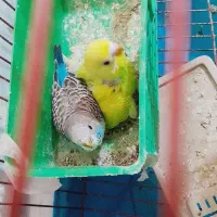 ۲تامرغ عشق با۲تاجوجه نروماده زیبا