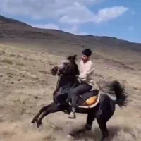 کیان نریان نجیب، سواری دار مجلسی بدون اخلاق بد|اسب و تجهیزات اسبسواری|خوانسار, |دیوار