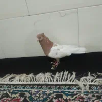 نرو ماده کله زرد|پرنده|کرج, حسین آباد (اکبر آباد)|دیوار
