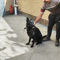 سگ ژرمن شپرد بلک|سگ|فردیس, شهرک صنعتی نور|دیوار