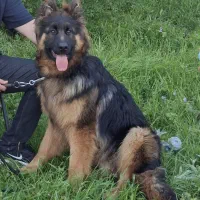 واگذاری ژرمن شپرد شولاین نر