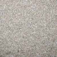 گندم دیم دانه مرغی