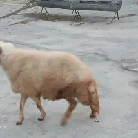 یک عدد قوچ سنجابی