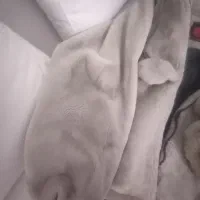 کاپشن تدی نرم خرگوشی|لباس|کرمانشاه, |دیوار