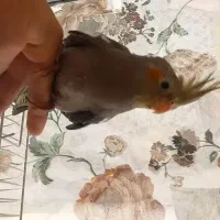 عروس هلندی جوجه