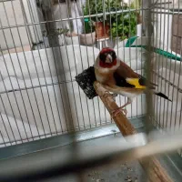 سهره نرجوجه قفس|پرنده|پاکدشت, پاکدشت (مامازند)|دیوار