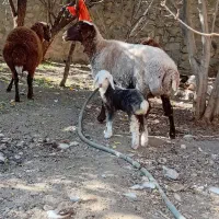 میش افشار با بره ماده