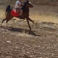 اسب مادیان درشوری  تریل کراس