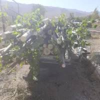 برش انواع چوب اره برقی.