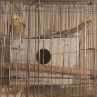 عروس و کوتوله مولد همراه با لوازم