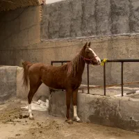 کره نریون عرب خالص