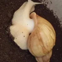 حلزون بزرگ تخم گذار