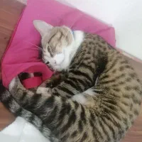 گمشده|حیوانات|گرگان, |دیوار