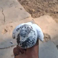 کبوتر|پرنده|اندیکا, |دیوار