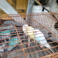 سگ پاکوتا با۲۰تا کبوتر جابجا میکنم