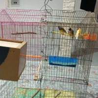 فروش پرنده گلدین|پرنده|کوهدشت, |دیوار