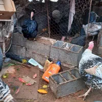 فروش تعدادی بوقلمون|حیوانات مزرعه|جغتای, |دیوار