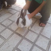 فروش خرگوش