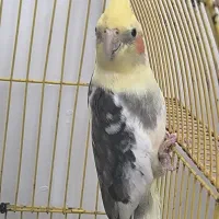 عروس هلندی سخنگو