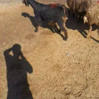 میش وبره|حیوانات مزرعه|کنگاور, |دیوار