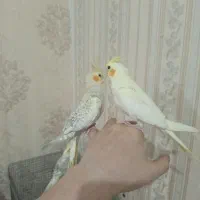 عروس هلندی