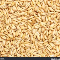 فروش گندم بوجاری شده به قیمت کیلویی ۳۰.۰۰۰ تومان