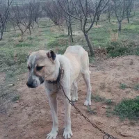 باغ در جاده تبریز|فروش زمین و ملک کلنگی|زنجان, |دیوار