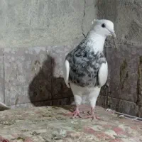 کبوتر