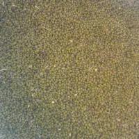 ماش عمرانی|عمده‌فروشی|دره شهر, |دیوار