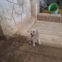 توله ۸ماهه پامر اشپیتز|سگ|مبارکه, |دیوار