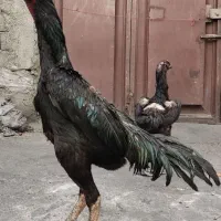 تخم لاری اوشامو