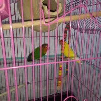 طوطی کوتوله|پرنده|بندرعباس, |دیوار