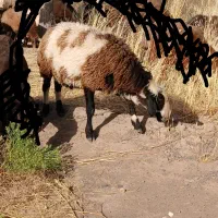 شیشک پلنگی یکساله دودندان وگله گرد