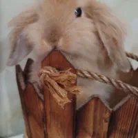 خرگوش ۶ ماهه