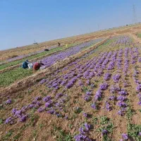 کرابیه بذری فروشی