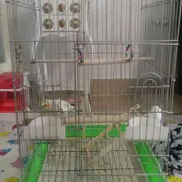 عروس هلندی|پرنده|شیراز, شهرک سراج|دیوار